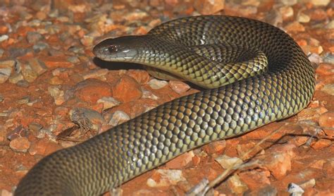 Die in afrika beheimatete schwarze mamba gilt als eine der giftigsten schlangen der welt. Top 10: Die giftigsten Schlangen der Welt | KunsTop.de