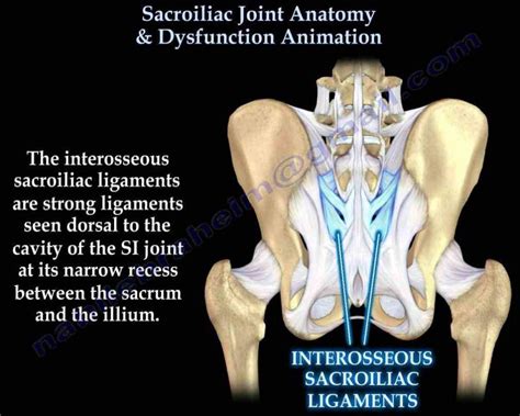 Joint Sacroiliac Joint Or Si Sij Is Between Sacrum And Ilium Bones Of An Overview Its Anatomy