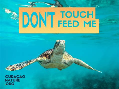 Why You Should Not Feed Marine Animals Curacao Nature Conservation