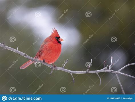 A Male Northern Cardinal Cardinalis Cardinalis Perched On A Branch On