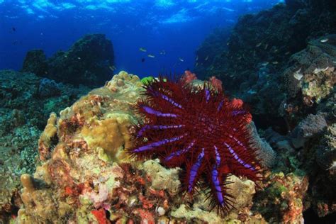 The Crown Of Thorns Starfish Aka Bula Is A Destructive Species That