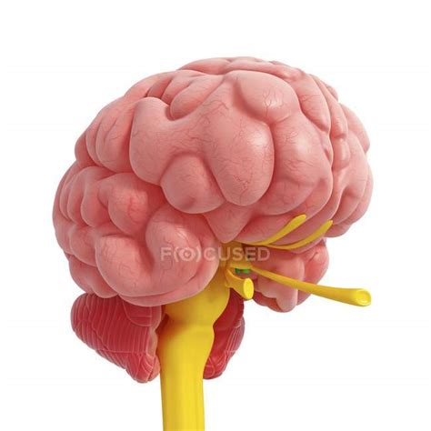 Brain Spinal Cord Anatomy — Spinal Chord Medical Illustration Stock
