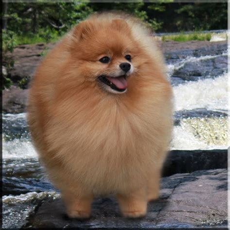 Pomeranian puppies come in several varieties but all possess a spunky, vigorous temperament and radiate an aura of love and a need to be loved. Chars Pomeranians - Our Girls
