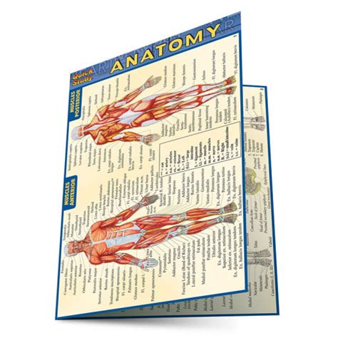 Quickstudy Anatomy Laminated 4x6 Pocket Guide