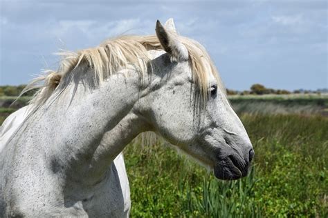 Horse White Head · Free Photo On Pixabay