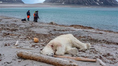 Polar Bear Shot Dead During Arctic Cruise Condé Nast Traveler