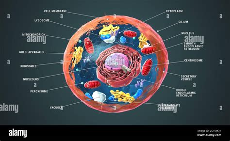 Marcado De Células Eucariotas Núcleo Y Organelos Y Membrana De Plasma