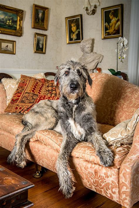 The Irish Wolfhound Why The Archetypal ‘gentle Giant Was