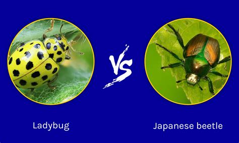 ladybug vs japanese beetle what are the differences imp world