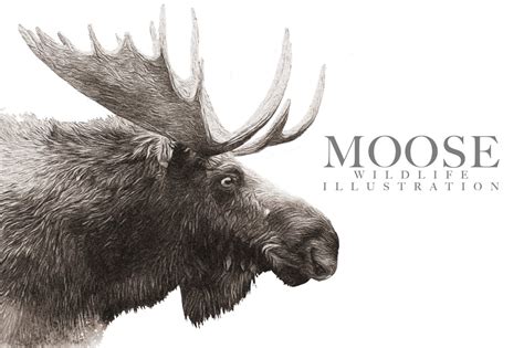 Moose Wildlife Illustration ~ Illustrations ~ Creative Market
