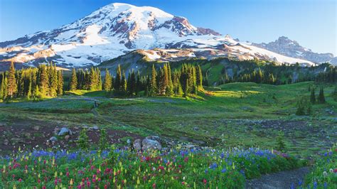 Alpine Wildflowers Along A Path In Mount Rainier National Park
