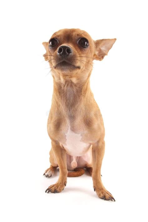 Dog Chihuahua Looking At The Camera Smiling Stock Image Image Of
