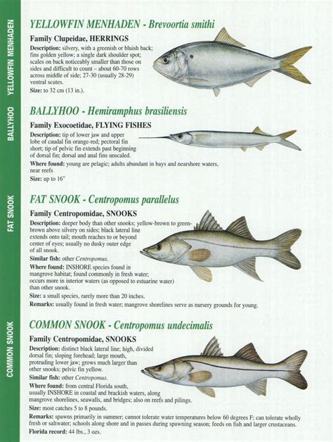 Crystal River Fishing Report Florida Gulf Fish Identification Charts