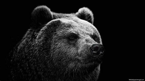 Bear Wallpaper ·① Download Free Stunning High Resolution