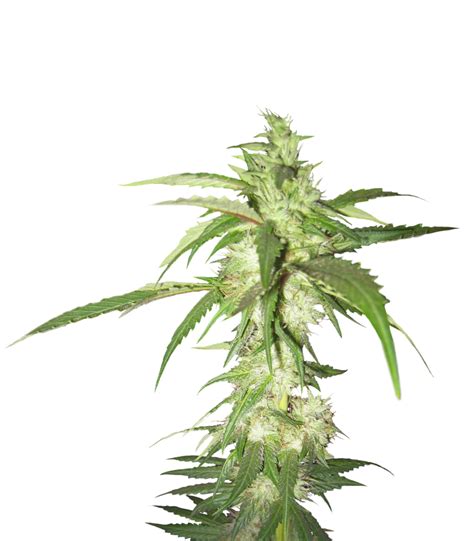Cannabis Plant Png