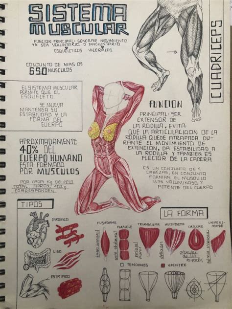 Infografia Cuerpo Humano Cuerpo Humano Anatomia Humana Anatomia Y