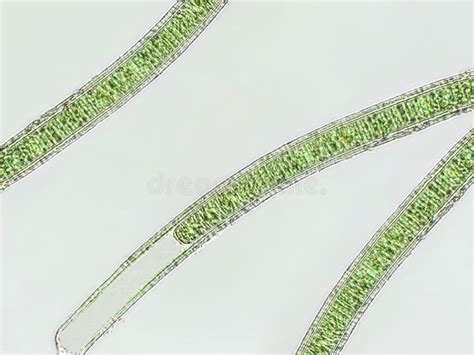 Oscillatoria Sp Algae Under Microscopic View X40 Stock Image Image