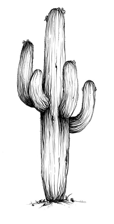 Pin By Whitney Ewing On Randoms Desert Art Cactus Illustration Sketches