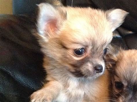 Both varieties only need bathing once a month using a mild. Long haired chihuahua dog for sale | Harwich, Essex ...
