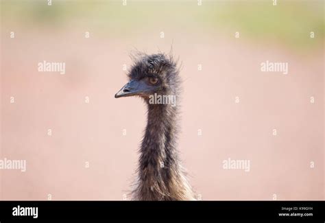 Emu Dromaius Novaehollandiae In Outback Nsw Australia Stock Photo