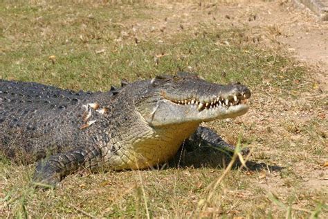 Saltwater Crocodile In Australia Crocodile Facts And Information