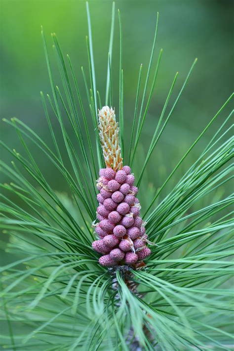 Indiana Plant A Day Red Pine