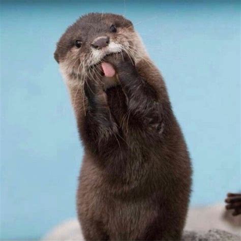 Funny Otter Baby Animals Cute Baby Animals Cute Animals