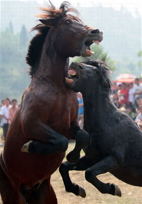 horse fight  tourist attraction