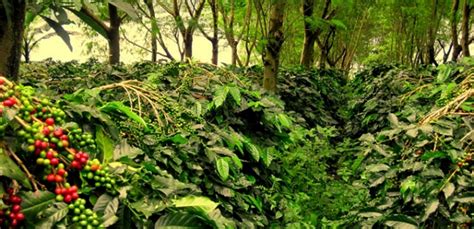 Ekosistem hutan sangat membantu menjaga dan mengatur kesehatan bumi, sehingga biasa dijuluki dengan sebutan. 10+ Contoh Rantai Makanan di Sawah, Laut, Hutan Dll LENGKAP