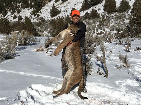 Colorado Mountain Lion Hunting Qrs Outdoor Specialties
