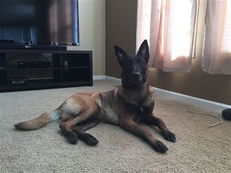 Malinois Protection Dog For Sale Animals And Pets Cute Animals