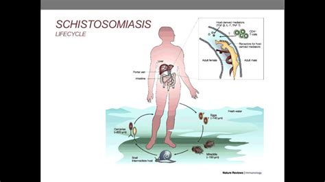 a máj schistosomiasis