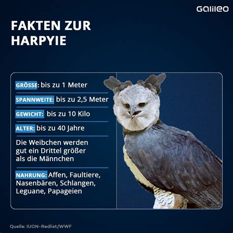 Harpyie Warum Der Größte Greifvogel Der Welt Ausstirbt Galileo