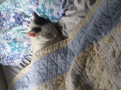 Sleepy Cat Blank Template Imgflip