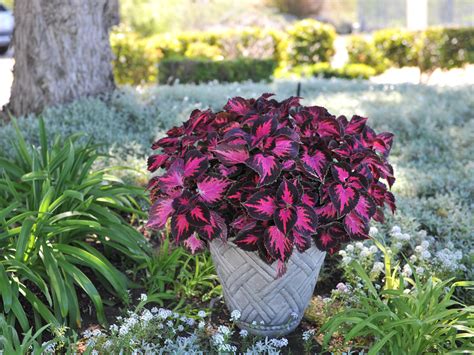 Coleus Adding Color To Your Garden Containers And Patio Pots