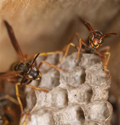Why Some Wasps Are Good With Faces And Others Arent New Scientist