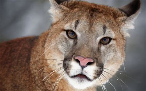 Closeup View Of Big Cat Cougar With Stare Look Hd Animals Wallpapers