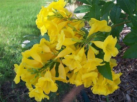 San Antonio Tx Daily Photo Yellow Flowering Bush