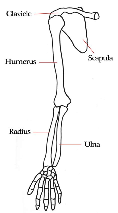 Arm Anatomy Skeletal