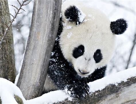 Update First Snow For Baby Panda Panda Bear Animals Baby Panda Bears