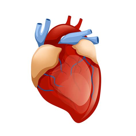 Human Body Heart Diagram Organ Anatomy Png Clipart Blood Vessel