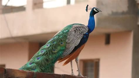 Can Peacocks Fly Interesting Facts About Them Bestbirdguide