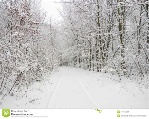Snow Road In Winter Forest After Snowfall Stock Image Image Of Cold