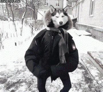 Husky Dancing GIFs Get The Best GIF On GIPHY