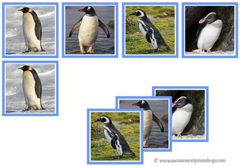 Match 12 Pairs Of Photographic Penguin Picture Cards Penguin Images
