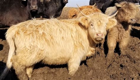 Mini Highland Cattle — Farm Life