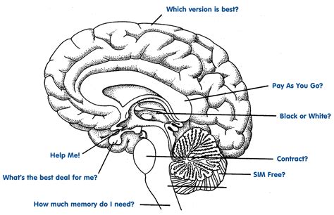 Liver, pancreas parts, gallbladder and spleen detailed drawing on a white background with description. How to choose the right iPhone 4S for you | Technology ...