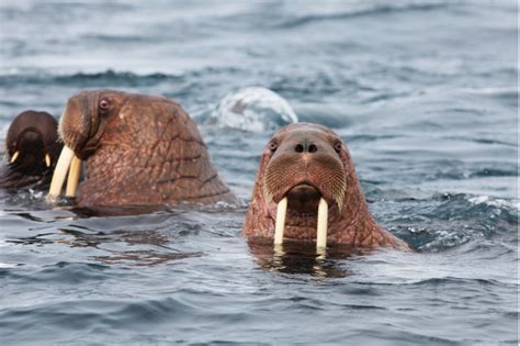 Pacific Walrus Viewing At Cape Greig Alaskas Gold Creek Lodge