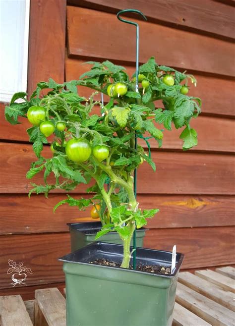 5 Tips To Grow Delicious Tomatoes In Containers Gardening Channel