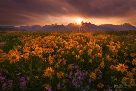 Antelope Valley Wildflower Sunset Grand Tetons Landscape